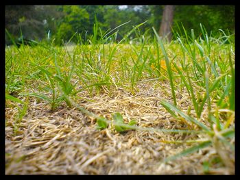 Plant growing on field