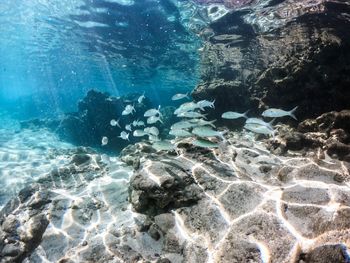 Fish swimming in clear water