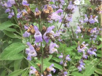 Close-up of purple flowers