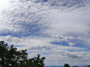 Low angle view of trees against sky