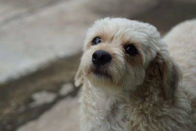 Close-up portrait of a dog