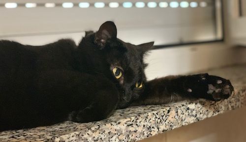 Portrait of black cat resting at home