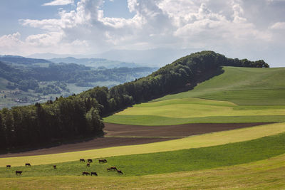 Rural scene in switzerland