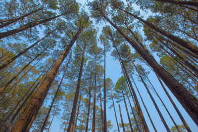 Low angle view of pine trees in forest against sky