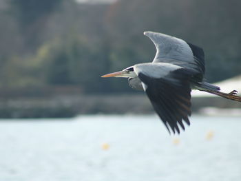 View of a bird flying