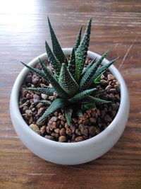 High angle view of succulent plant on table