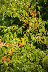 Close-up of berries growing on tree
