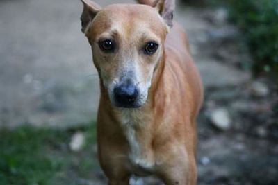 Portrait of a dog