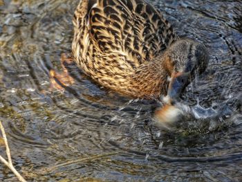 View of a bird swimming in lake