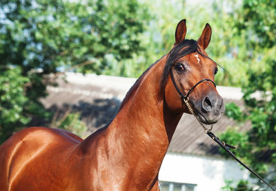 Close-up of horse on field