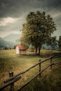 Tree on field against sky