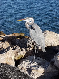 Close-up of gray heron perching on rock by lake