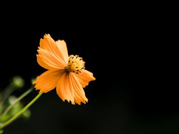 Close-up of yellow cosmos flower against black background