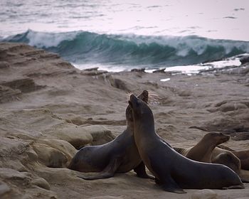 High angle view of sea lion on beach