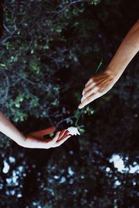 Directly below shot of cropped hand giving flower to woman