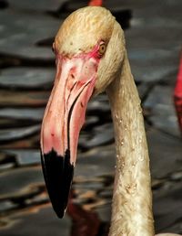 Close-up of duck in water