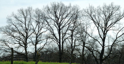 Bare trees on field