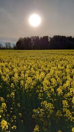 Scenic view of oilseed rape field against sky