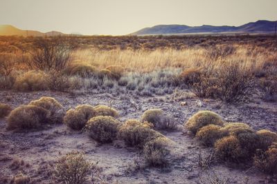 Scenic view of landscape against clear sky
