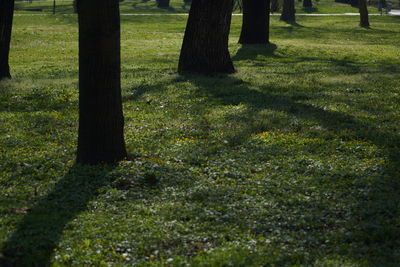 Shadow of tree on grass