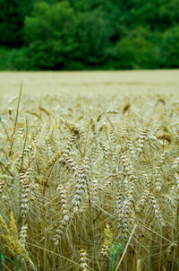 Close-up of stalks in field