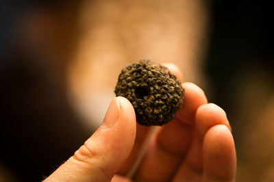 Cropped hands holding pinecone seed