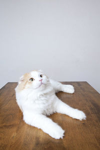 Portrait of white cat lying on wooden floor