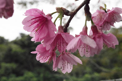 Close-up of pink flowers blooming on tree