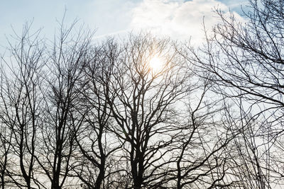 Low angle view of bare trees against sky