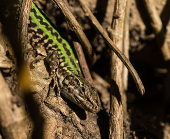 Close-up of lizard on tree trunk