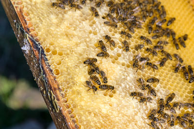 Close-up of bee on leaf