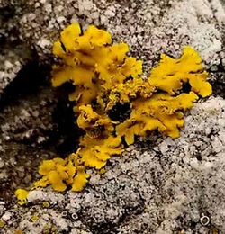 Close-up of yellow flowers