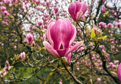 Close-up of pink magnolia on branch