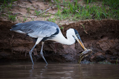 Gray heron catching fish in the water