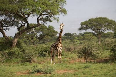 Giraffe on field