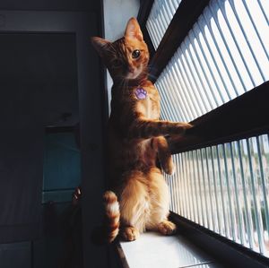 Close-up of ginger cat at home