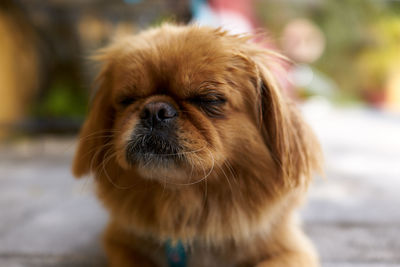 Close-up portrait of dog