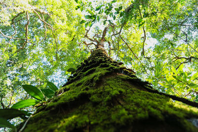 Low angle view of tree in forest