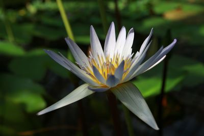 Close-up of flower blooming outdoors