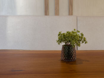 Close-up of potted plant on table against wall