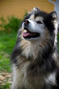 Close-up of a dog