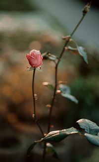 Close-up of pink rose