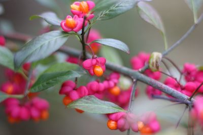 Close-up of pink flowers on tree