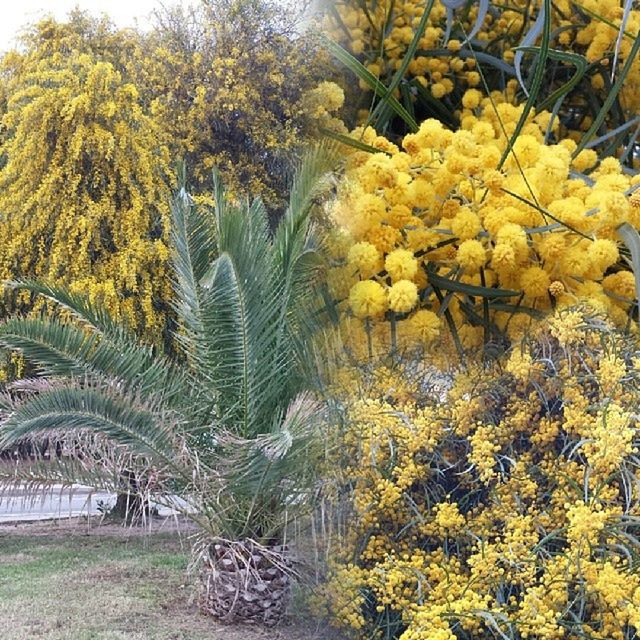 growth, tree, nature, beauty in nature, yellow, flower, plant, tranquility, water, tranquil scene, leaf, branch, freshness, pond, scenics, reflection, growing, green color, day, outdoors