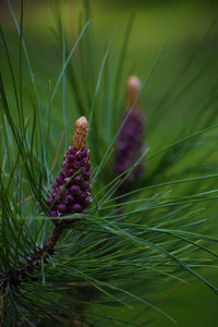 Close-up of purple flower on plant