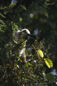 View of bird on branch