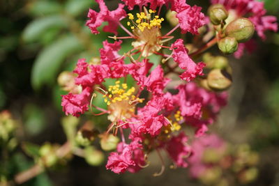 Close-up of pink flowers