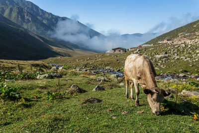 Sheep grazing in a field