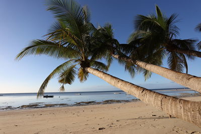 Palm trees on beach against sky