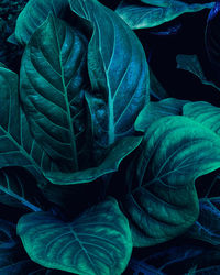 Full frame of green leaves texture background.